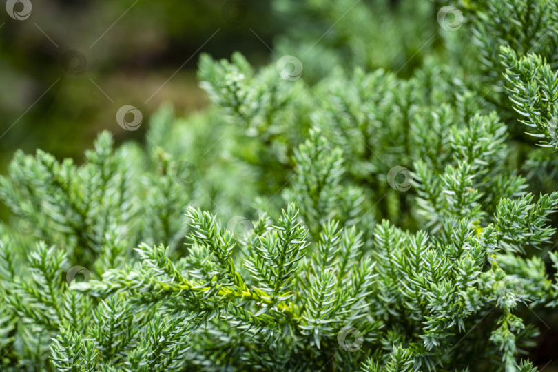 Скачать Оригинальная текстура листьев Juniperus squamata Meyeri. Синий на зеленом фоне мелких иголок. Макро-иголки в солнечном свете. Элегантная природная концепция дизайна. Место для вашего текста фотосток Ozero