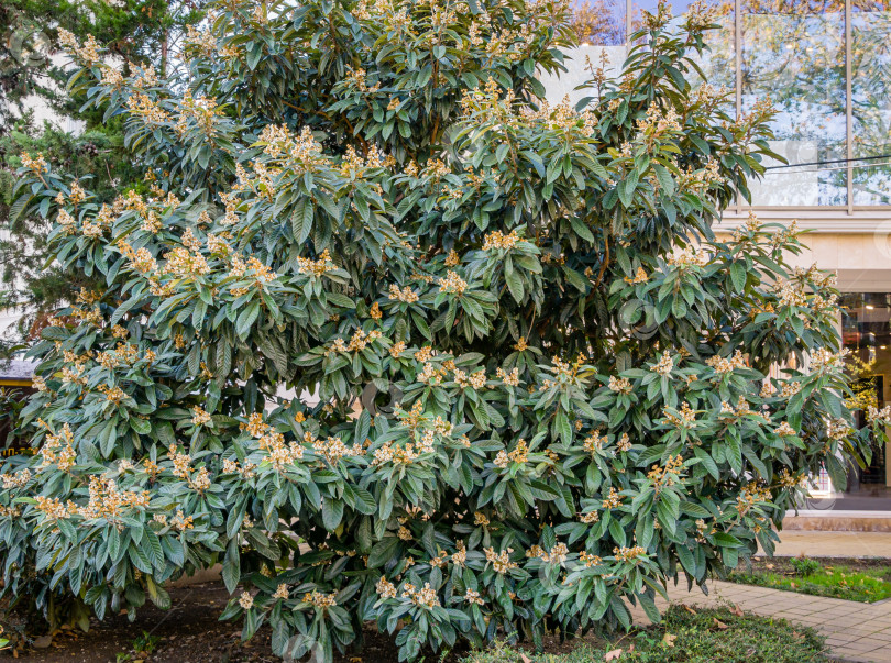 Скачать Красиво цветет японская мушмула (Eriobotrya Japonica) в осеннем городском парке Сочи. фотосток Ozero