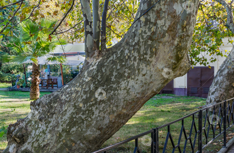 Скачать Огромный толстый ствол американского платана (Platanus occidentalis, Платановое дерево) склонился над дорогой в Сочи. Натуральная кора платанового дерева в зеленых, серых и коричневых пятнах. фотосток Ozero