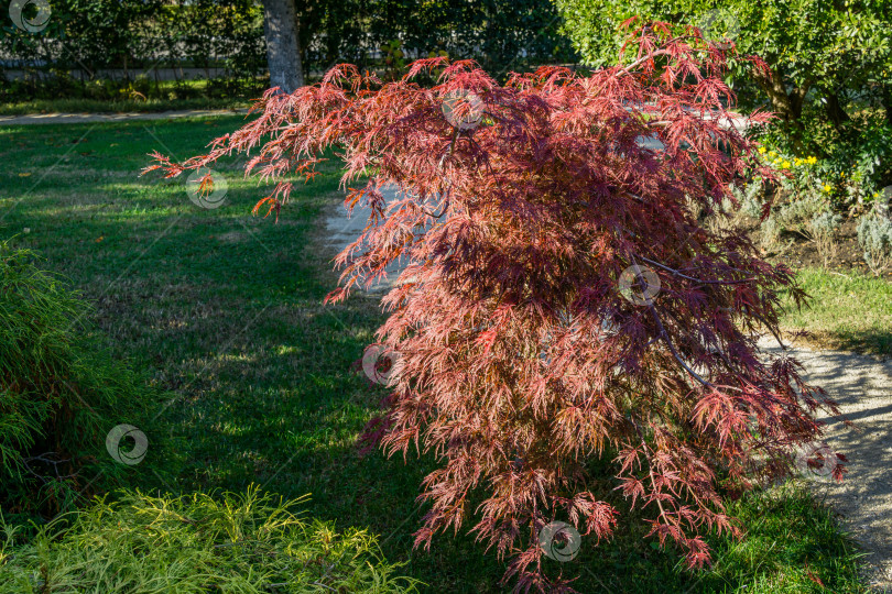 Скачать Изящный Acer Palmatum Dissectum в осеннем городском парке Сочи. фотосток Ozero