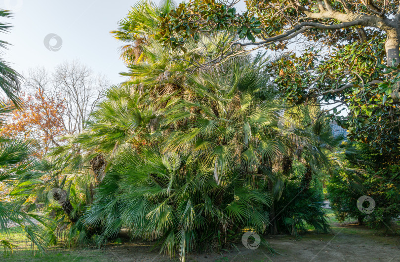 Скачать Красивая пальма Chamaerops humilis, европейская веерная или средиземноморская карликовая пальма в Сочи. Роскошные листья в осеннем городском парке Сочи. фотосток Ozero