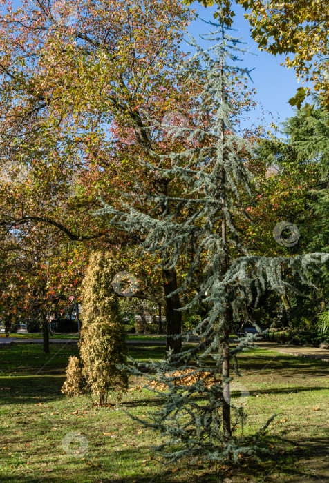 Скачать Красивое молодое дерево Голубого атласского кедра. Cedrus Atlantica Glauca с короткими иголками на пышных ветвях в городском парке Сочи. Золотая осень в знаменитом курортном городе на юге России. фотосток Ozero