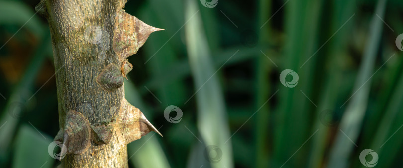 Скачать Колючий ствол Zanthoxylum americanum, ясеня колючего или сычуаньского перца крупным планом на естественном зеленом фоне. Есть место для текста. Концепция природы для дизайна фотосток Ozero
