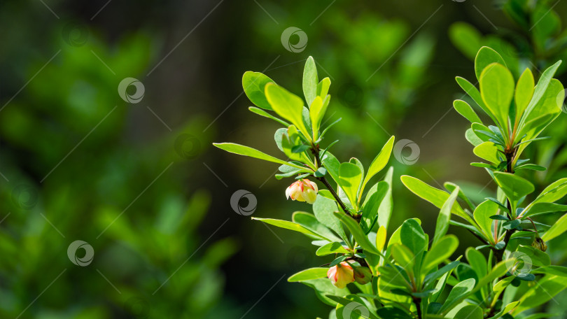 Скачать Мягкий акцент на красивых весенних цветах Berberis thunbergii Erecta blossom. Макрос крошечных желтых цветов на фоне элегантной зеленой листвы в стиле боке. Концепция природы для дизайна. Место для вашего текста фотосток Ozero