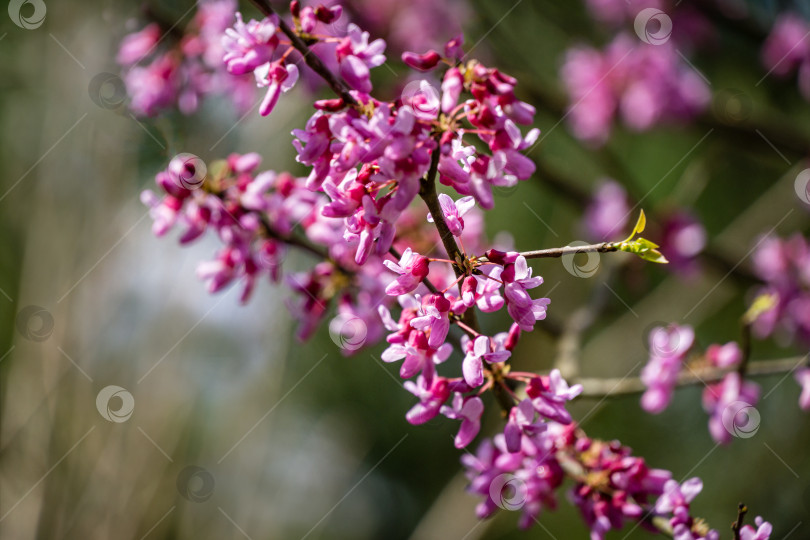 Скачать Пурпурный весенний цветок редбада восточного, или Редбад канадский Cercis canadensis в солнечный день. Крупный план розовых цветов Иудиного дерева. Выборочный фокус. Концепция природы для дизайна. Место для вашего текста фотосток Ozero