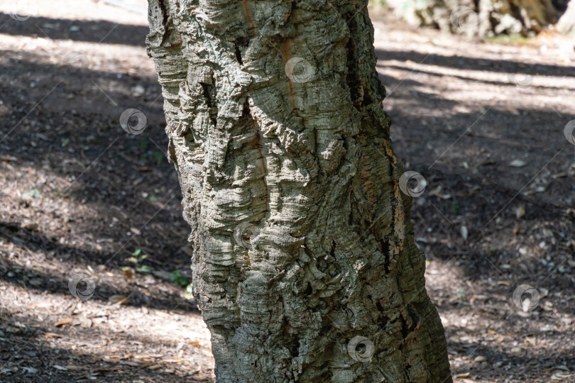 Скачать Крупный план коры пробкового дуба (Quercus suber) в ландшафтном парке Айвазовского (Park Paradise) в Партените, Крым фотосток Ozero