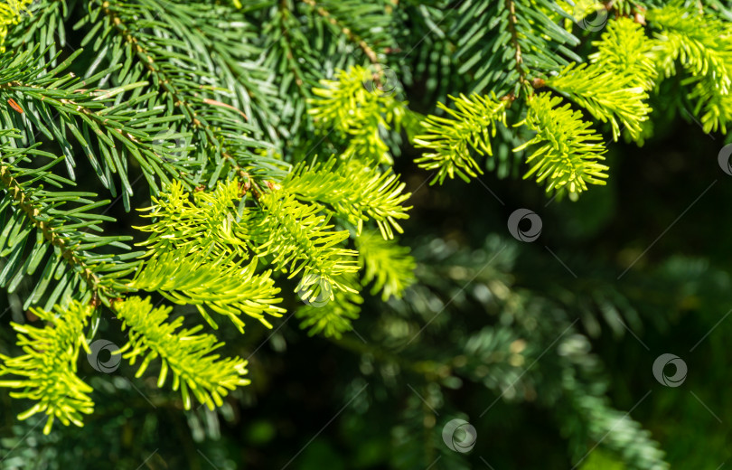 Скачать Ель Abies nordmanniana, Кавказская пихта или рождественская елка крупным планом с яркими молодыми зелеными иголками на ветке на размытом зеленом фоне. Выборочный фокус. Концепция природы для дизайна с местом для вашего текста фотосток Ozero