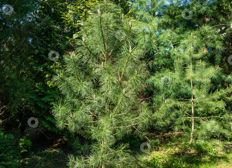 Скачать Две красивые молодые сосны, возможно, черная сосна (Pinus Nigra) и Pinus sylvestris. Зеленые побеги на ветвях в весеннем саду. Пейзаж для любых обоев. Выборочный фокус фотосток Ozero