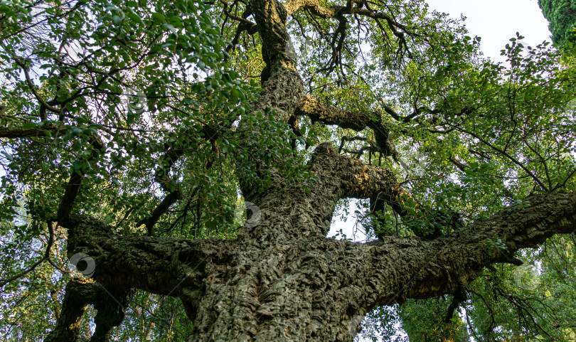 Скачать Красивый пробковый дуб с очень старой корой (Quercus suber) в Массандровском ландшафтном парке в Крыму. Богатый ландшафт в качестве фактурного естественного фона для любого дизайна. фотосток Ozero