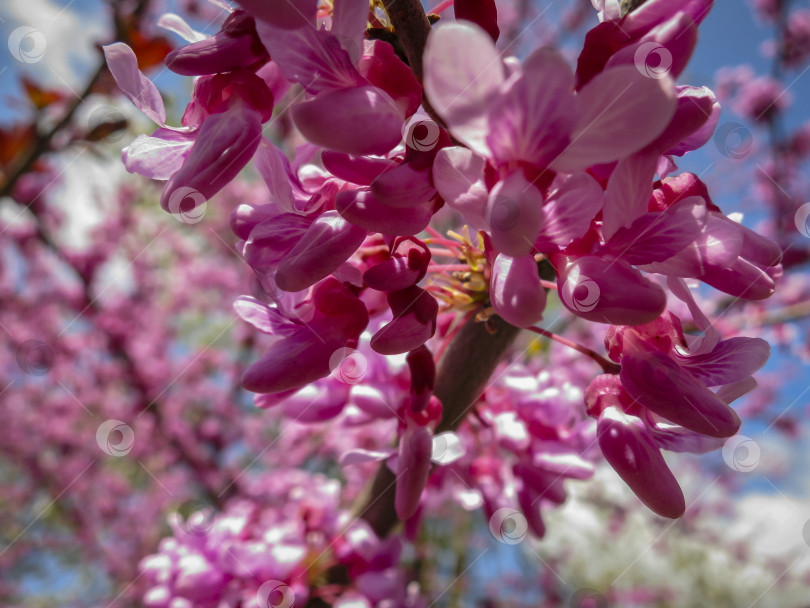 Скачать Пурпурный весенний цветок восточного Редбуда или Восточно-красного бутона в солнечном саду фотосток Ozero