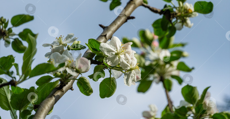 Скачать Красивая ветка цветущей яблони на размытом зеленом фоне. Белые цветы яблони крупным планом. Выборочный фокус. Есть место для вашего текста фотосток Ozero