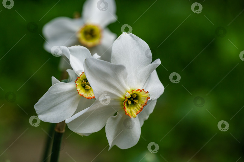 Скачать Белый цветок нарцисса поэтов (Narcissus poeticus, нарцисс, фазаний глаз) на зеленом фоне боке. Выборочный фокус. Есть место для текста. Концепция природы для дизайна фотосток Ozero