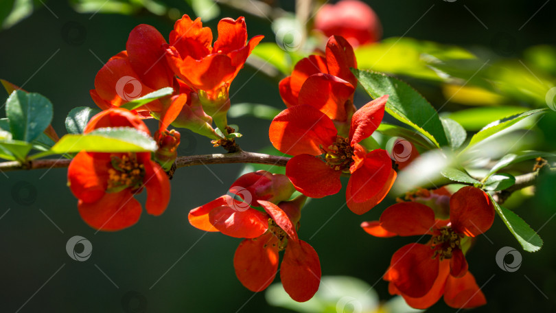 Скачать Крупный план ярко цветущей японской айвы или Chaenomeles japonica. Множество красных цветов покрывают ветви в размытом саду. Весенний солнечный день. Выборочный фокус. Интересная концепция природы для дизайна. фотосток Ozero