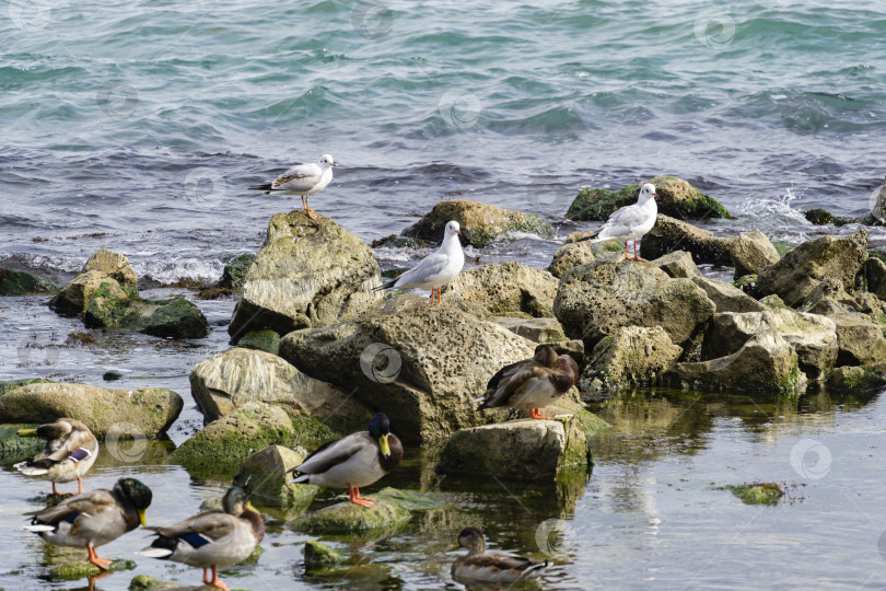 Скачать Три молодые тонкоклювые чайки (Larus genei, Chroicocephalus genei) и множество красивых крякв, или диких уток (Anas platyrhynchos) стоят на камнях недалеко от побережья Черного моря в Крыму фотосток Ozero