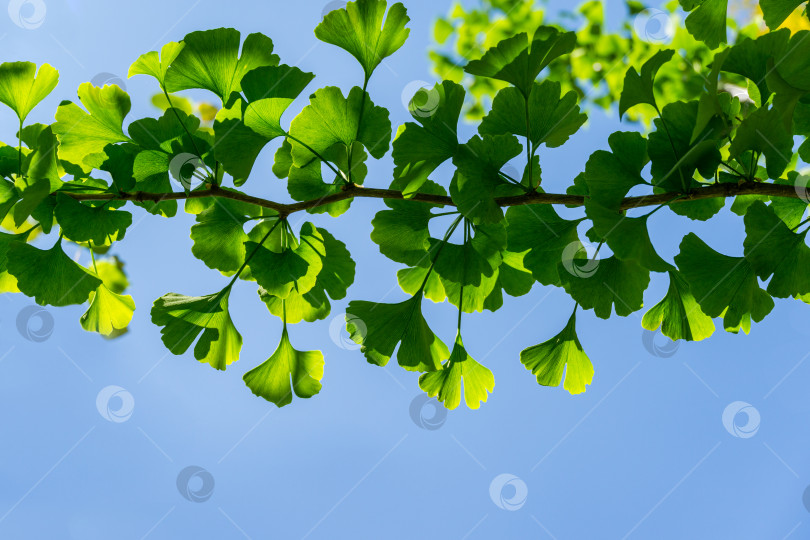 Скачать Дерево гинкго (гинкго билоба) или гингко с ярко-зелеными молодыми листьями на фоне ясного голубого неба. Выборочный крупный план. Свежая концепция природы обоев. Место для вашего текста фотосток Ozero