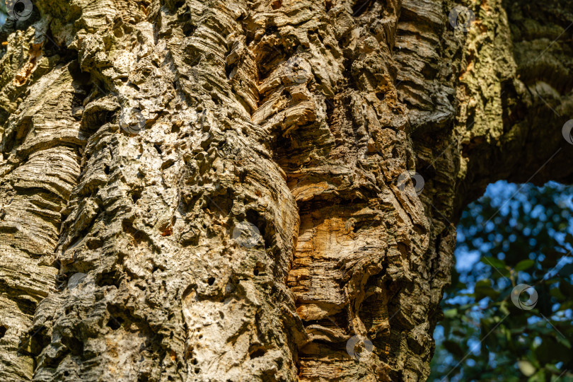 Скачать Крупный план коры пробкового дуба (Quercus suber) в Массандровском ландшафтном парке в Крыму. Богатая красочная текстура в качестве естественного фона для любого дизайна. фотосток Ozero