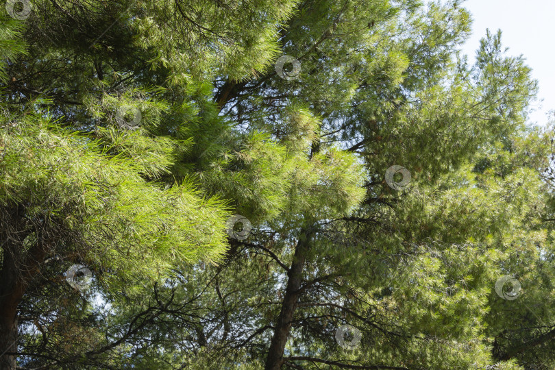 Скачать Крупный план длинных зеленых игл итальянской каменной сосны (Pinus pinea), зонтичной сосны в ландшафтном парке Айвазовского (Park Paradise) в Партените, Крым фотосток Ozero