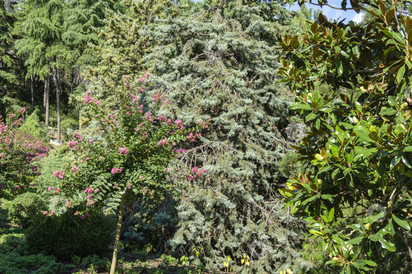 Скачать Красивые розовые цветы на креповом миртовом дереве (Lagerstroemia indica) на фоне средиземноморского кипариса и вечнозеленой южной магнолии в парке Айвазовского Партенит, Крым. фотосток Ozero