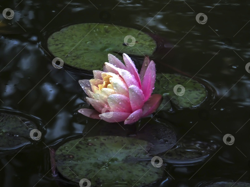 Скачать Красивый розовый цветок водяной лилии или лотоса с нежными лепестками и капельками воды. Оранжевый закат Нимфеи Перри, отражающийся в пруду. фотосток Ozero