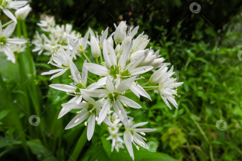 Скачать Дикий чеснок (Allium ursinum) или черемша с белыми ароматными очень мелкими цветками. Чеснок широколистный или медвежий на зеленом фоне. Естественная концепция весны. Выборочный фокус крупным планом фотосток Ozero