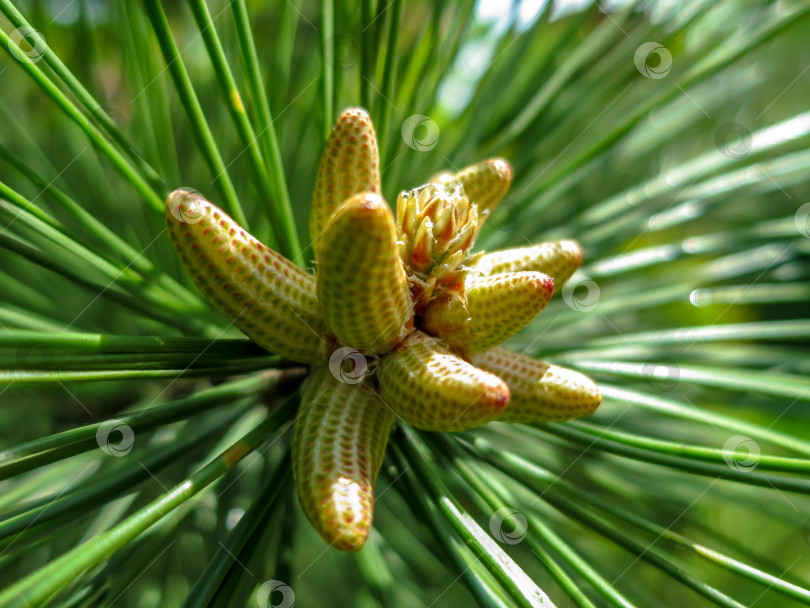 Скачать Мягкий макрофокус желтых скоплений мужских шишек, несущих пыльцу (микростробилы), на верхушке ветви пицундской сосны (Pinus brutia pityusa). фотосток Ozero
