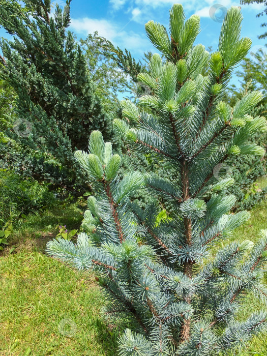 Скачать Голубая ель Picea pungens Iseli Fastigiata со свежей порослью в саду. Мягкие нежные иголки растут вертикально вверх в зависимости от сорта этой голубой ели фотосток Ozero