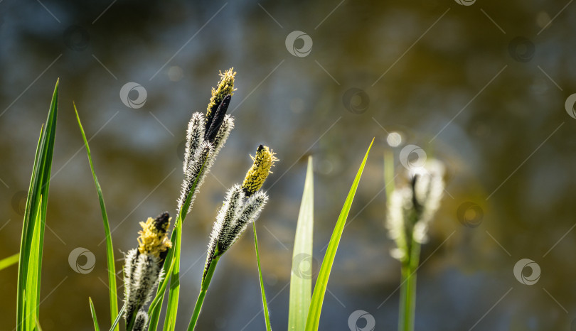 Скачать Цветущая осока Carex Nigra (Carex melanostachya) на берегу садового пруда. Пушистые желтые шляпки на черной или обычной осоке. Концепция природы для весеннего дизайна. Есть место для текста фотосток Ozero