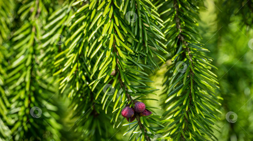 Скачать Молодые розовые мужские сосновые шишки на ветке Picea omorika. Красивая ель с зелеными иголками. Солнечный день в весеннем саду. Концепция природы для дизайна. Крупный план. Выборочный фокус. Место для вашего текста. фотосток Ozero