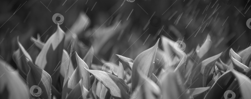 Скачать Поляна из листьев ландыша как абстрактное изображение фотосток Ozero