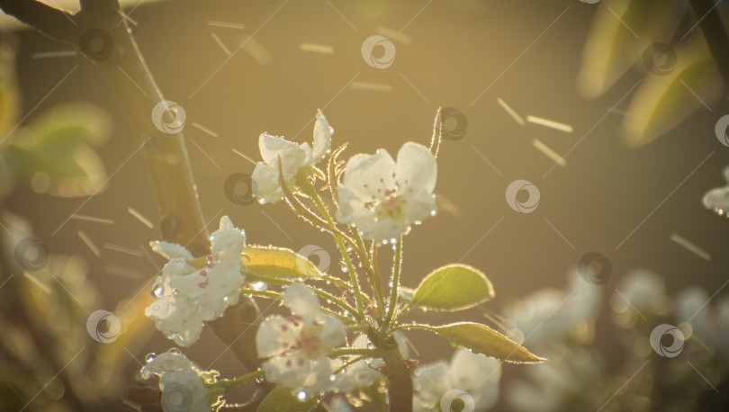Скачать Весенняя цветущая яблоня, цветы яблони на закате в каплях дождя фотосток Ozero
