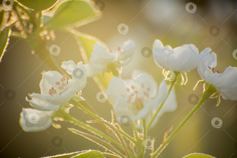 Скачать весенняя цветущая яблоня в солнечном свете, белый цветок фотосток Ozero