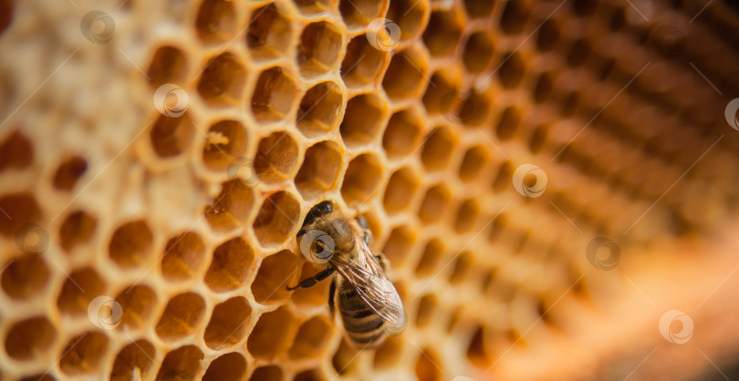 Скачать Рамка с пчелами и медом, соты крупным планом фотосток Ozero