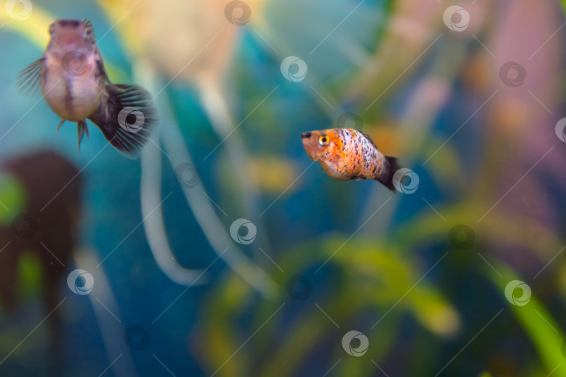 Скачать Аквариумист, морская рыбка. Поэцилия, моллиенезия - род рыб семейства живородящих рыбозубов (Peciliaceae), широко распространенный среди аквариумистов по всему миру. фотосток Ozero