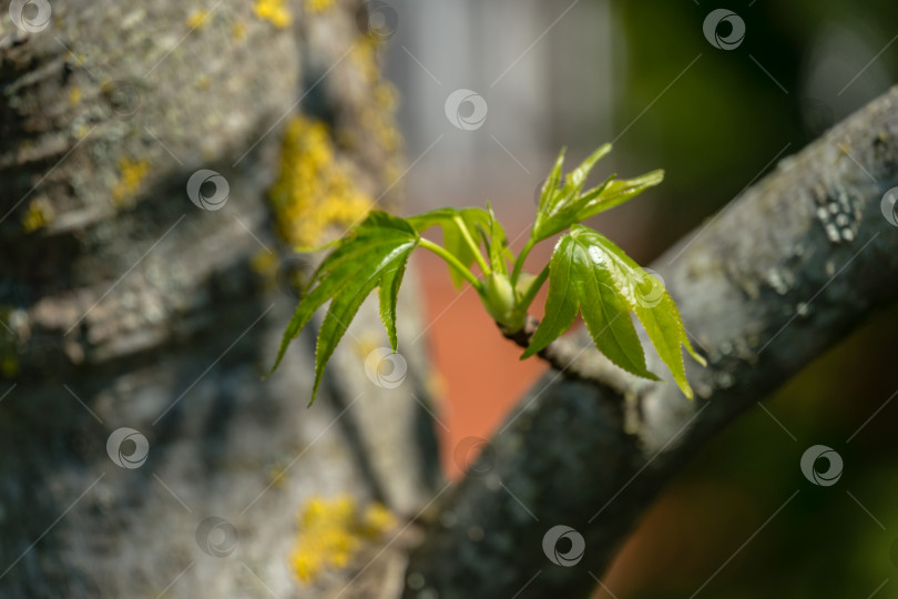 Скачать Изящные молодые зеленые листья Liquidambar styraciflua, янтарного дерева в фокусе на размытом сером стволе дерева, в солнечный весенний день фотосток Ozero