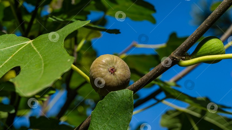 Скачать Один сладкий спелый плод инжира обыкновенного Ficus carica растет на ветке дерева. Экзотический фрукт крупным планом.  Концепция природы для дизайна фотосток Ozero