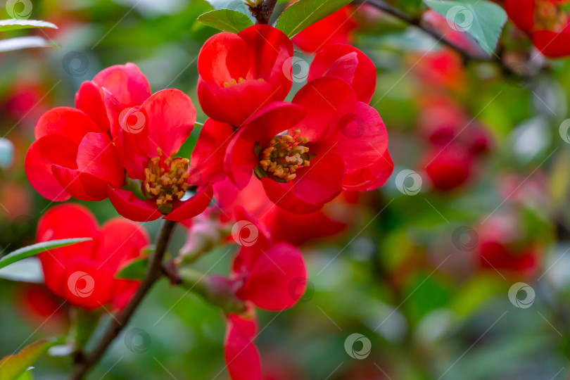 Скачать Макрос ярко-красной весенне-цветущей японской айвы или Chaenomeles japonica на размытом фоне сада фотосток Ozero