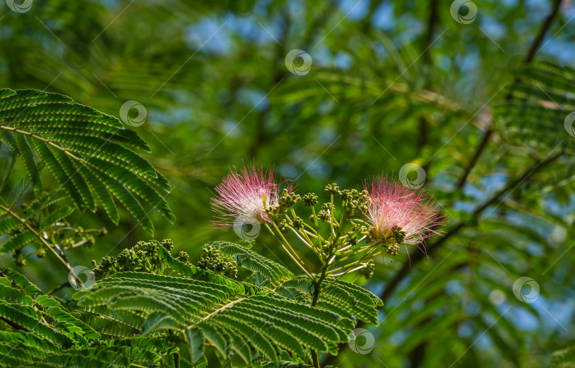 Скачать Розовые пушистые цветки персидского шелкового дерева (Albizia julibrissin). Японская акация или розовое шелковое дерево семейства Fabaceae. фотосток Ozero