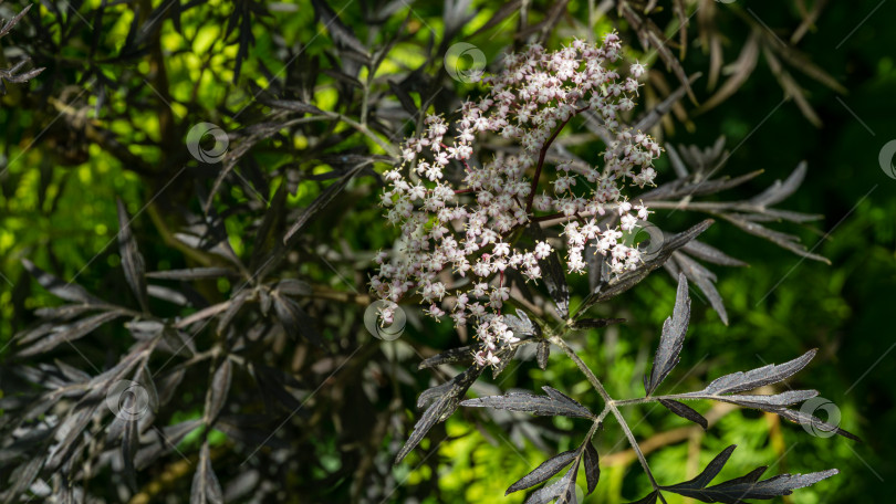 Скачать Распускаются белые цветы черного самбука (Sambucus nigra). Макрос группы нежных цветов на зеленом фоне в весеннем саду. Выборочный фокус. Концепция природы для дизайна. фотосток Ozero