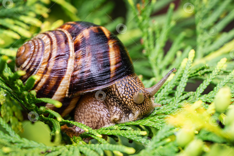 Скачать Крупный план красивой Helix pomatia, римской улитки, бордовой улитки на ярких желто-зеленых текстурных иглах Thuja occidentalis Aurea в естественной среде обитания фотосток Ozero