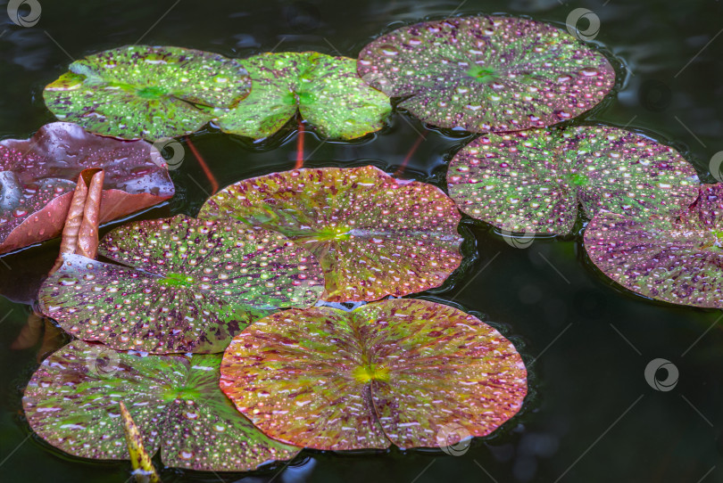 Скачать Волшебные разноцветные листья водяной лилии или цветка лотоса, оранжевый закат Перри в садовом пруду. Удивительные красные и зеленые листья нимфеи в темной воде. Природный пейзаж для обоев природа фотосток Ozero