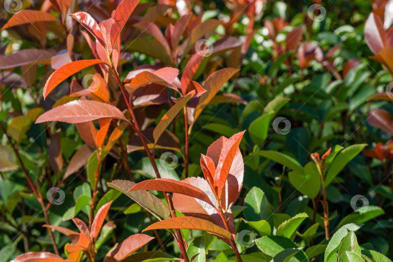 Скачать Красивые красные и зеленые листья кустарника Photinia fraseri 'Red Robin' в городском парке Краснодара или ландшафтном парке Галицкого солнечной осенью 2020 года. Фон концепции природы фотосток Ozero