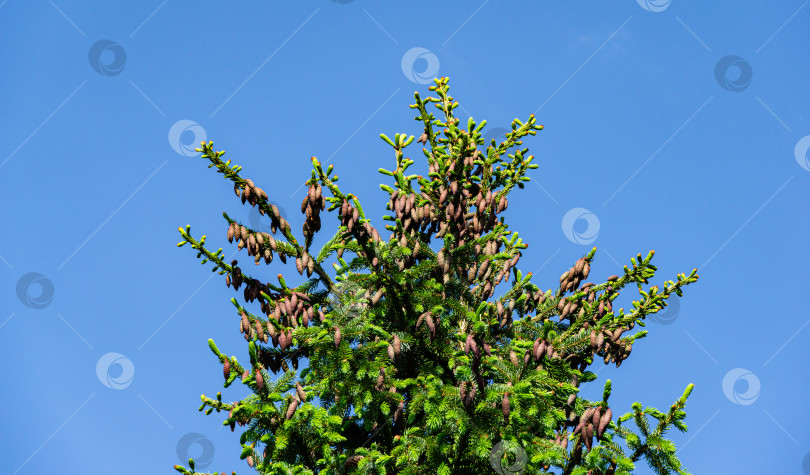 Скачать Множество молодых сосновых шишек на вершине Пикеи оморика на фоне голубого неба. Солнечный день в весеннем саду. Концепция природы для дизайна. Место для вашего текста. фотосток Ozero