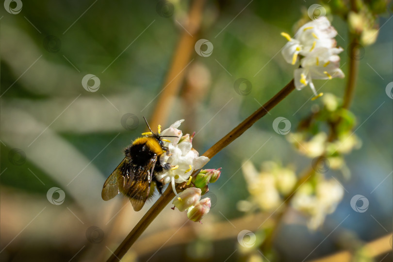 Скачать Крупный план садового шмеля (Bombus hortorum), собирающего нектар с цветущего белого цветка зимней жимолости Lonicera fragrantissima (standishii). Январский жасмин на естественном фоне боке фотосток Ozero