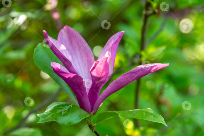 Скачать Полностью раскрытый цветок магнолии Сьюзан (Magnolia liliiflora x Magnolia stellata) розового цвета с красивым натуральным боке фотосток Ozero