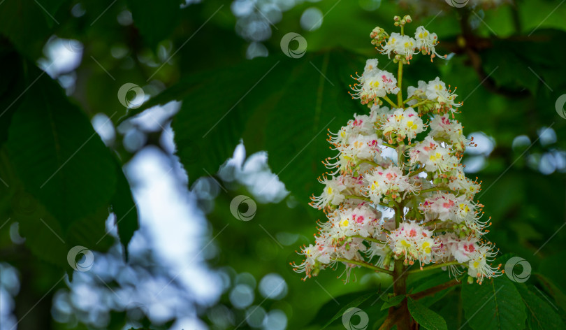 Скачать Дерево конского каштана (Aesculus hippocastanum, каштановое дерево) с распускающимися цветами. Белые свечи цветущего конского каштана на размытом фоне. Весенняя концепция природного дизайна фотосток Ozero