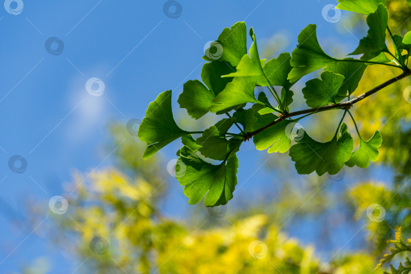 Скачать Дерево гинкго (Ginkgo biloba) или гингко с ярко-зелеными молодыми листьями на фоне голубого неба и размытой желтой листвой. Выборочный крупный план. Концепция природы свежих обоев. Место для вашего текста фотосток Ozero