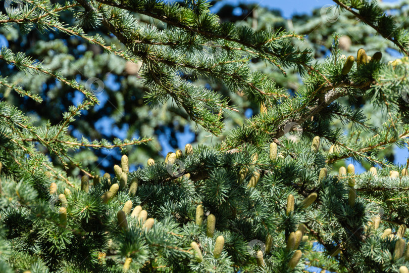 Скачать Крупным планом красивые желтовато-зеленые мужские шишки на ветвях кедрового дерева Cedrus libani или Ливанского кедра. Большое вечнозеленое кедровое дерево с сочной зеленой хвоей в парке Айвазовского, Партенит, Крым фотосток Ozero