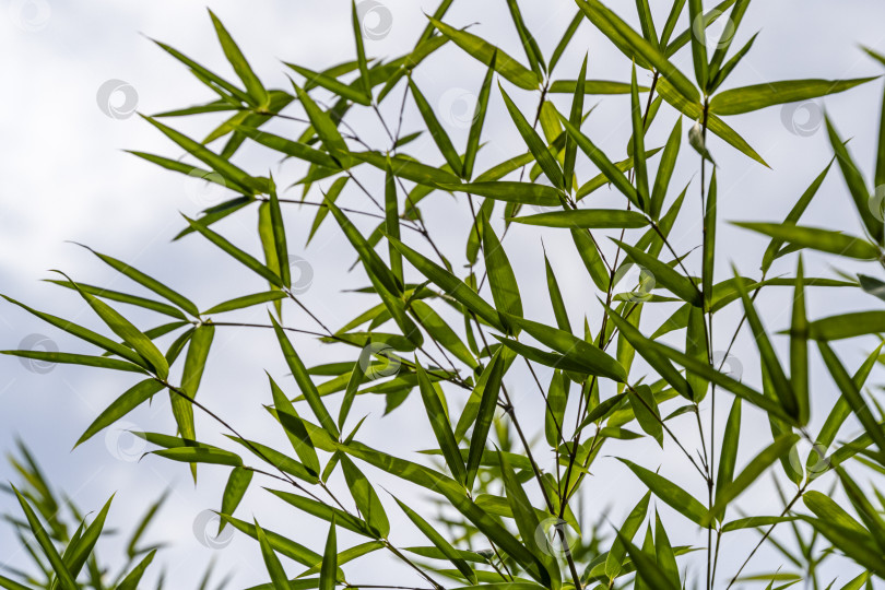 Скачать Зеленые листья бамбука Phyllostachys aureosulcata. Вечнозеленое изящное растение на фоне ярко-голубого неба с белыми облаками. Прекрасная тема для любого дизайна. Избирательный фокус фотосток Ozero