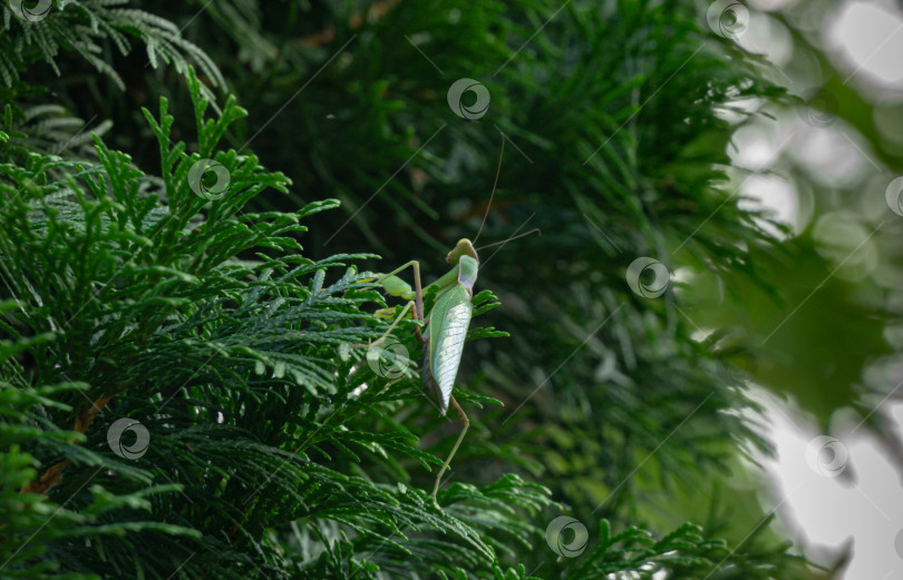 Скачать Макро европейского богомола (Mantis Religiosa) в естественной среде обитания на ветвях дерева Туя. Выборочный фокус. Есть место для текста фотосток Ozero