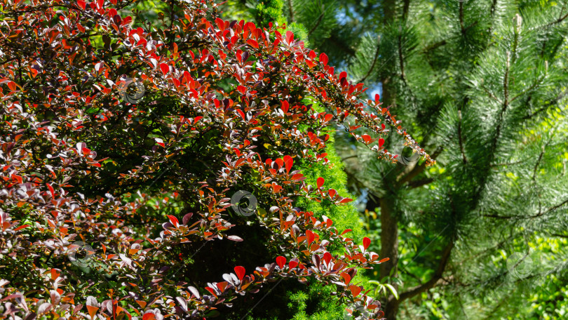 Скачать Красивая фиолетовая листва на изогнутых ветвях барбариса Berberis thunbergii Atropurpurea прекрасно гармонирует с вечнозелеными растениями в любом декоративном саду. Избирательный подход. Природная концепция дизайна фотосток Ozero